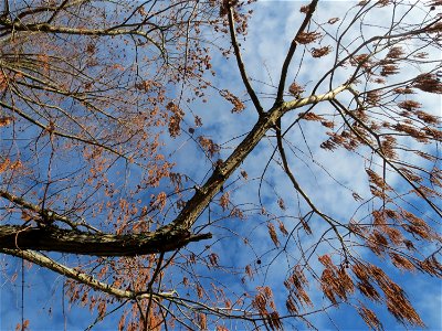 Urweltmammutbaum (Metasequoia glyptostroboides) in Hockenheim