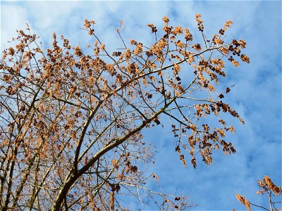 Urweltmammutbaum (Metasequoia glyptostroboides) in Hockenheim photo