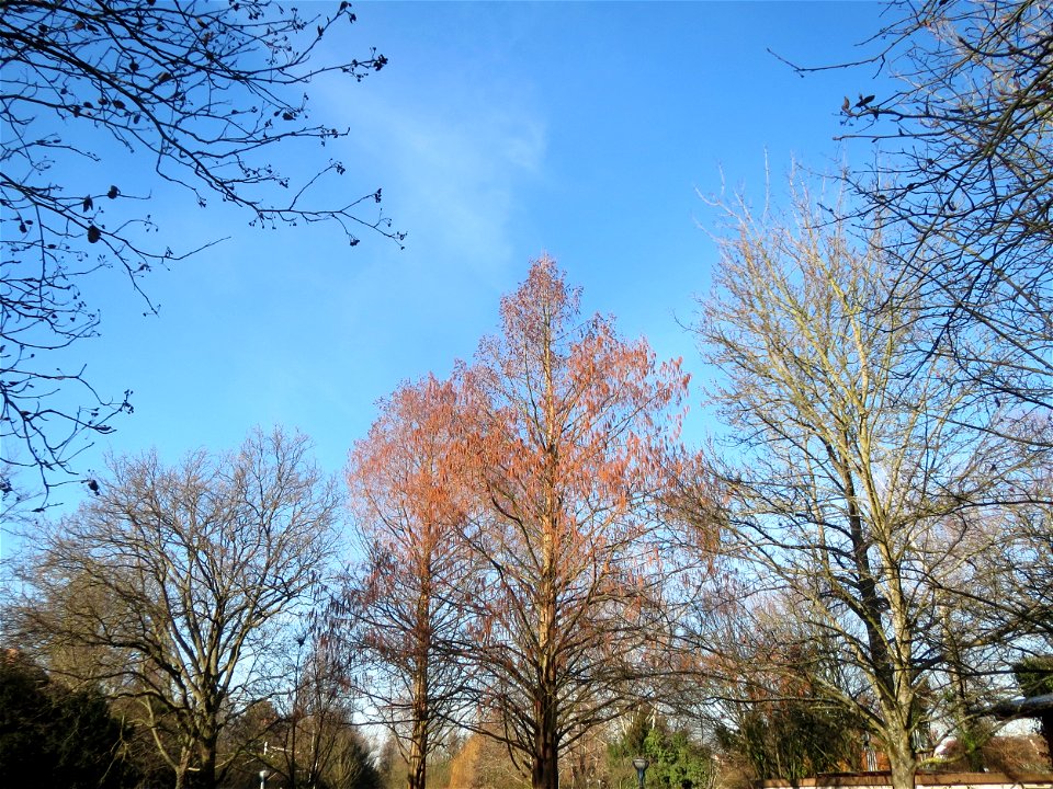 Urweltmammutbäume (Metasequoia glyptostroboides) im Ebertpark Hockenheim