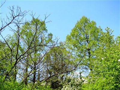 Urweltmammutbaum (Metasequoia glyptostroboides) im Tertiärgarten im Neuenheimer Feld in Heidelberg