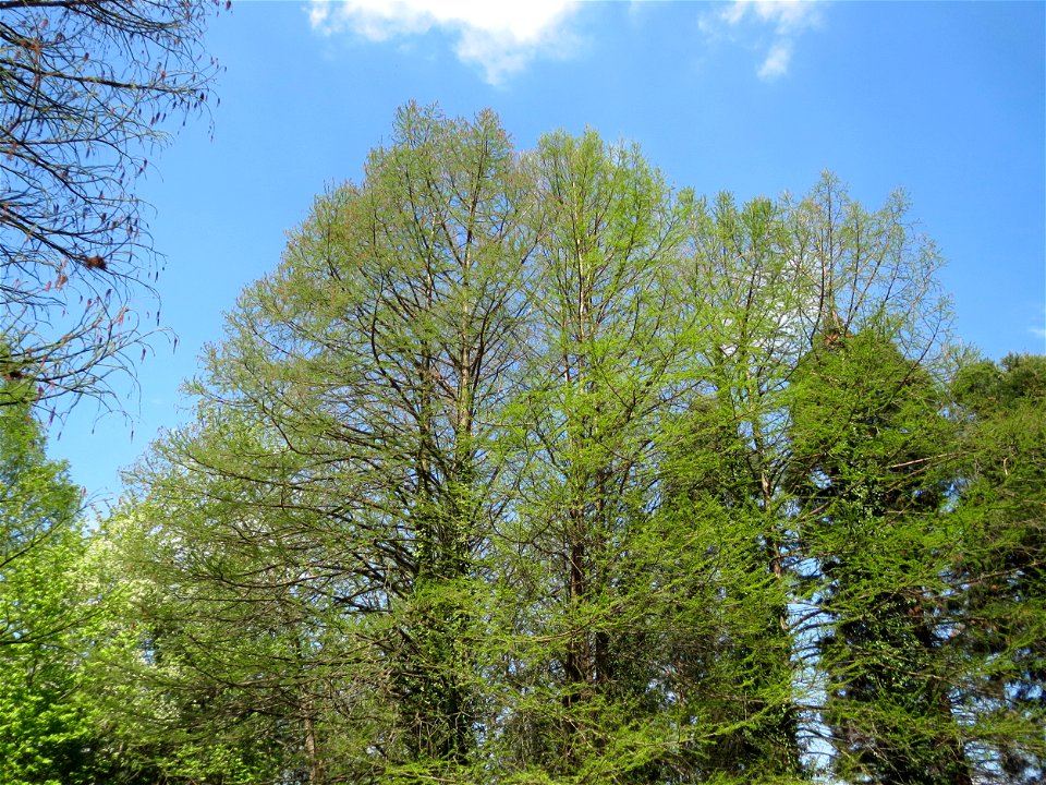 Urweltmammutbaum (Metasequoia glyptostroboides) im Tertiärgarten im Neuenheimer Feld in Heidelberg