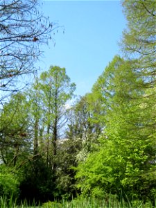 Urweltmammutbaum (Metasequoia glyptostroboides) im Tertiärgarten im Neuenheimer Feld in Heidelberg
