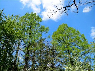 Urweltmammutbaum (Metasequoia glyptostroboides) im Tertiärgarten im Neuenheimer Feld in Heidelberg