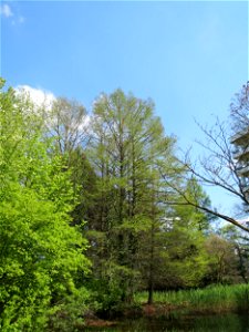 Urweltmammutbaum (Metasequoia glyptostroboides) im Tertiärgarten im Neuenheimer Feld in Heidelberg