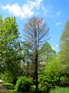 Urweltmammutbaum (Metasequoia glyptostroboides) im Tertiärgarten im Neuenheimer Feld in Heidelberg