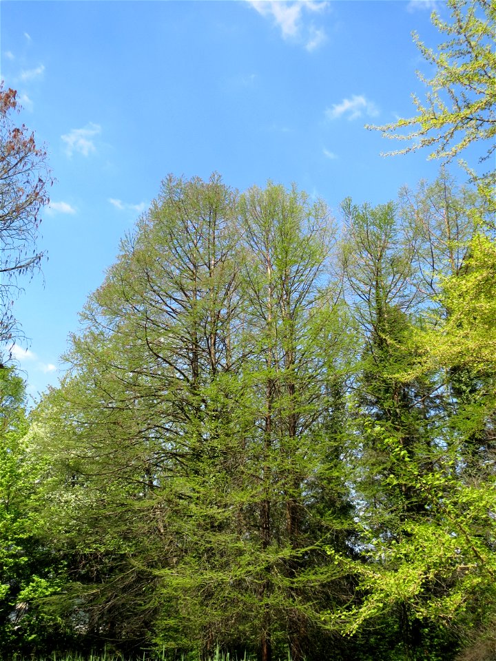 Urweltmammutbaum (Metasequoia glyptostroboides) im Tertiärgarten im Neuenheimer Feld in Heidelberg