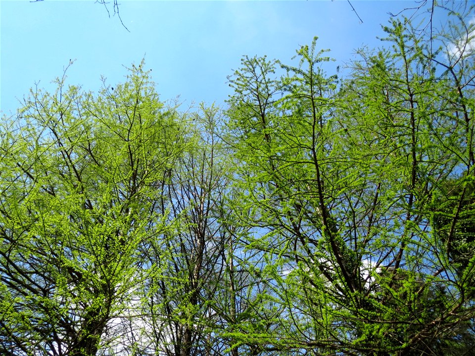Urweltmammutbaum (Metasequoia glyptostroboides) im Tertiärgarten im Neuenheimer Feld in Heidelberg