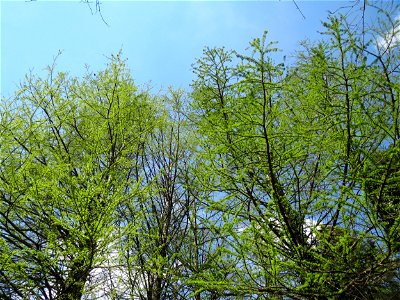 Urweltmammutbaum (Metasequoia glyptostroboides) im Tertiärgarten im Neuenheimer Feld in Heidelberg