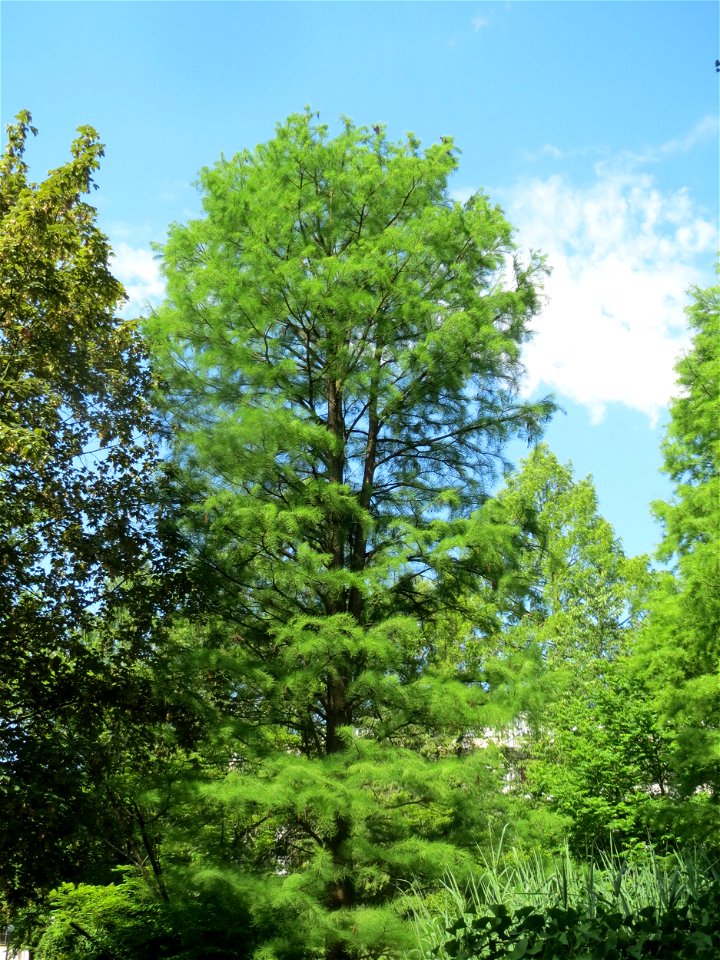 Urweltmammutbaum (Metasequoia glyptostroboides) im Tertiärgarten im Neuenheimer Feld in Heidelberg