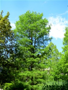 Urweltmammutbaum (Metasequoia glyptostroboides) im Tertiärgarten im Neuenheimer Feld in Heidelberg