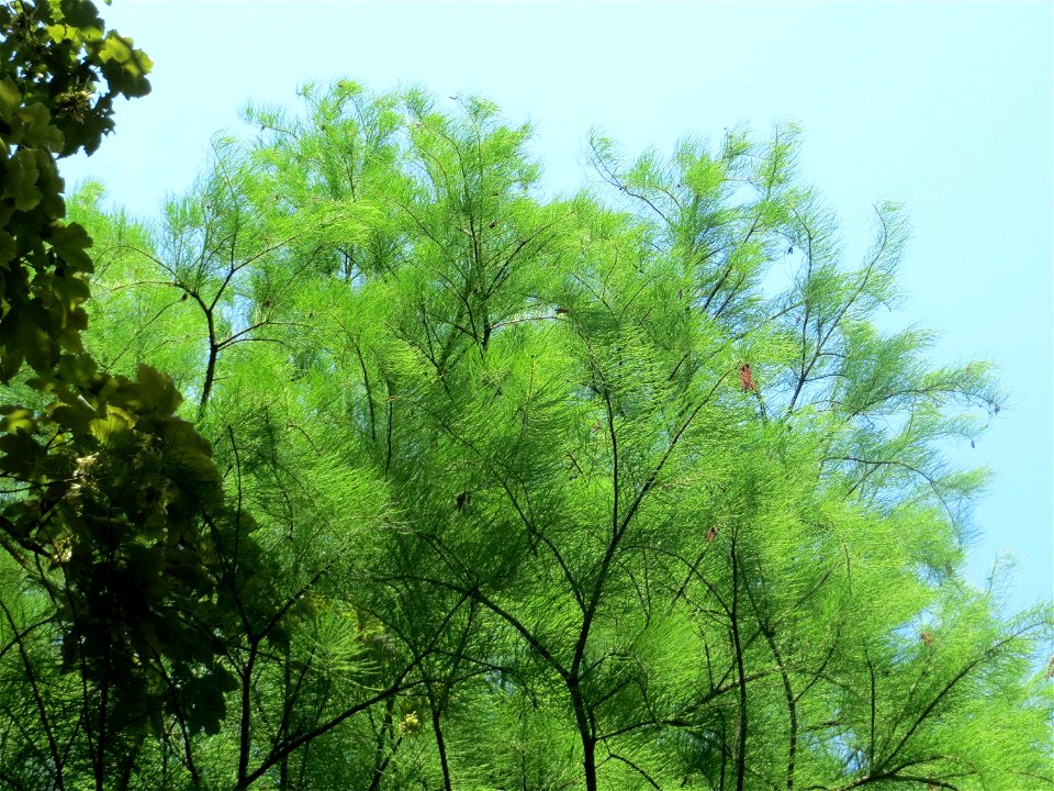 Urweltmammutbaum (Metasequoia glyptostroboides) im Tertiärgarten im Neuenheimer Feld in Heidelberg