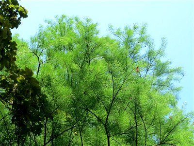 Urweltmammutbaum (Metasequoia glyptostroboides) im Tertiärgarten im Neuenheimer Feld in Heidelberg