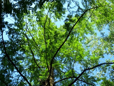 Urweltmammutbaum (Metasequoia glyptostroboides) im Tertiärgarten im Neuenheimer Feld in Heidelberg