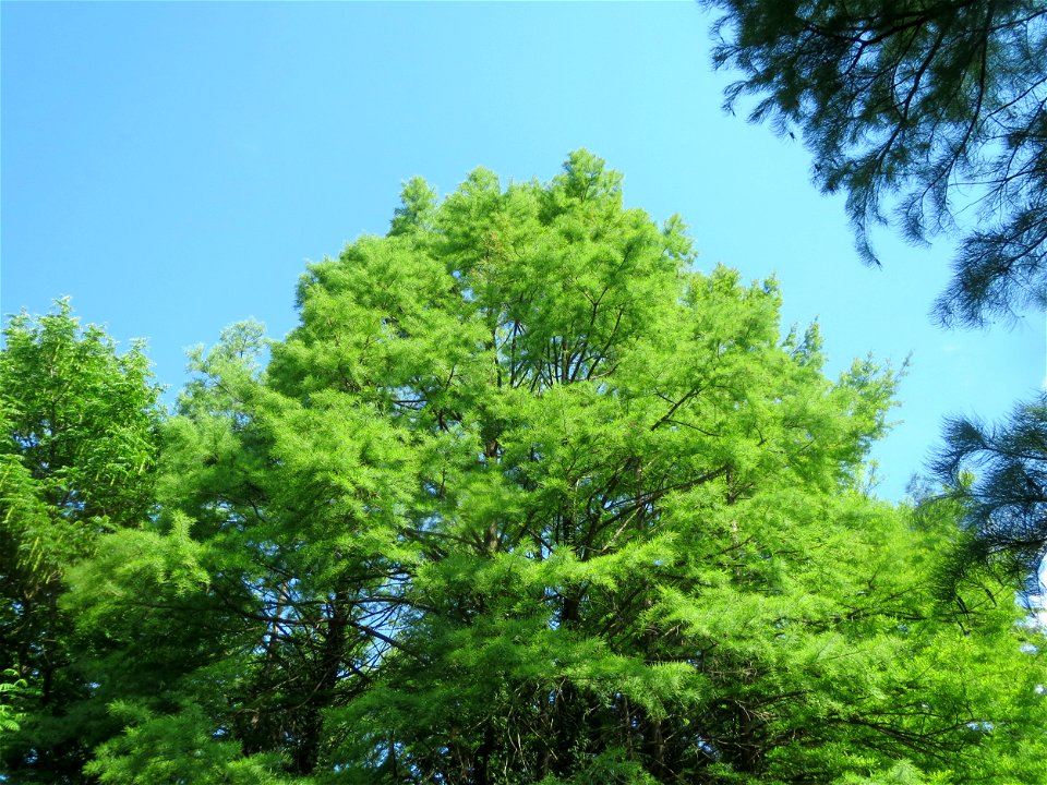 Urweltmammutbaum (Metasequoia glyptostroboides) im Tertiärgarten im Neuenheimer Feld in Heidelberg