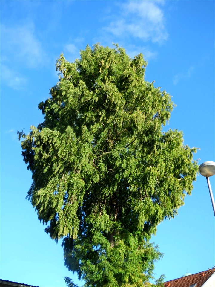 Urweltmammutbaum (Metasequoia glyptostroboides) in Hockenheim