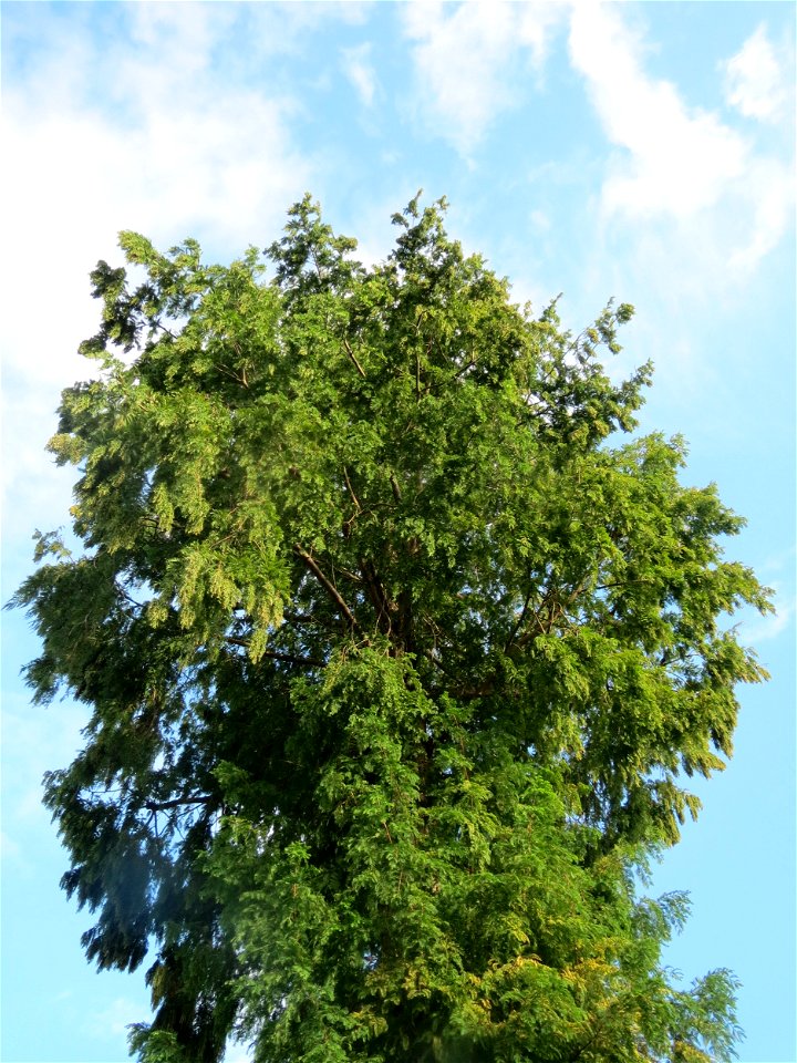 Urweltmammutbaum (Metasequoia glyptostroboides) in Hockenheim