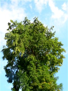 Urweltmammutbaum (Metasequoia glyptostroboides) in Hockenheim