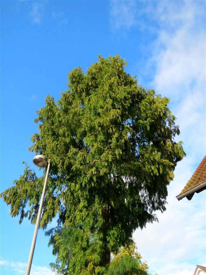 Urweltmammutbaum (Metasequoia glyptostroboides) in Hockenheim