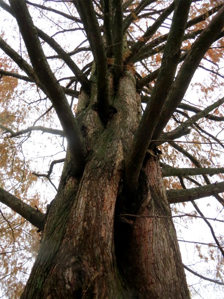 Urweltmammutbaum (Metasequoia glyptostroboides) im Ebertpark Hockenheim