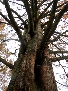 Urweltmammutbaum (Metasequoia glyptostroboides) im Ebertpark Hockenheim