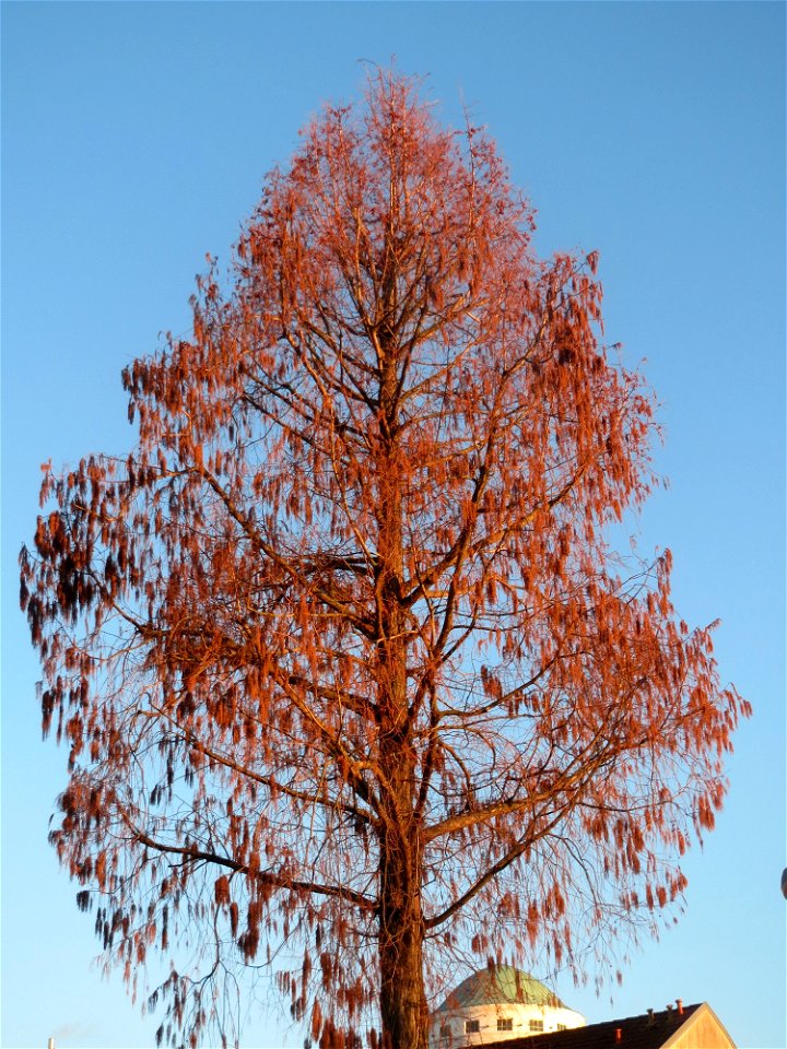 Urweltmammutbaum (Metasequoia glyptostroboides) in Hockenheim