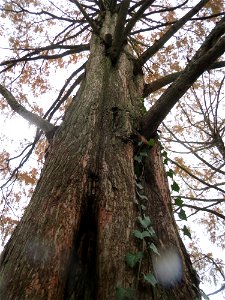 Urweltmammutbaum (Metasequoia glyptostroboides) im Ebertpark Hockenheim