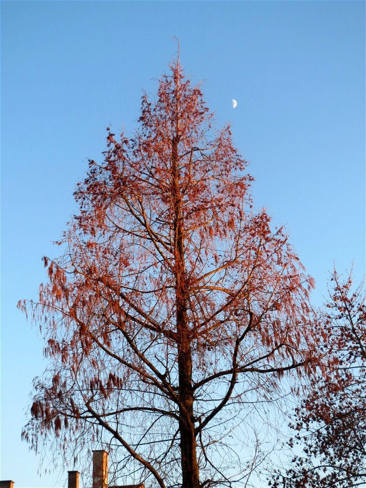 Urweltmammutbaum (Metasequoia glyptostroboides) in Hockenheim