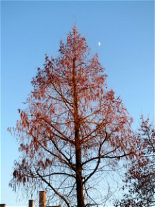 Urweltmammutbaum (Metasequoia glyptostroboides) in Hockenheim