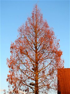 Urweltmammutbaum (Metasequoia glyptostroboides) in Hockenheim