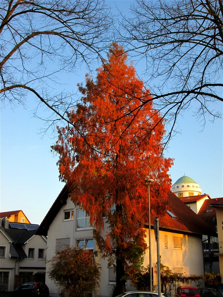 Urweltmammutbaum (Metasequoia glyptostroboides) in Hockenheim