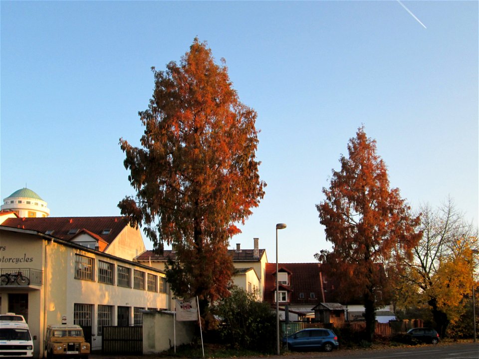 Urweltmammutbaum (Metasequoia glyptostroboides) in Hockenheim