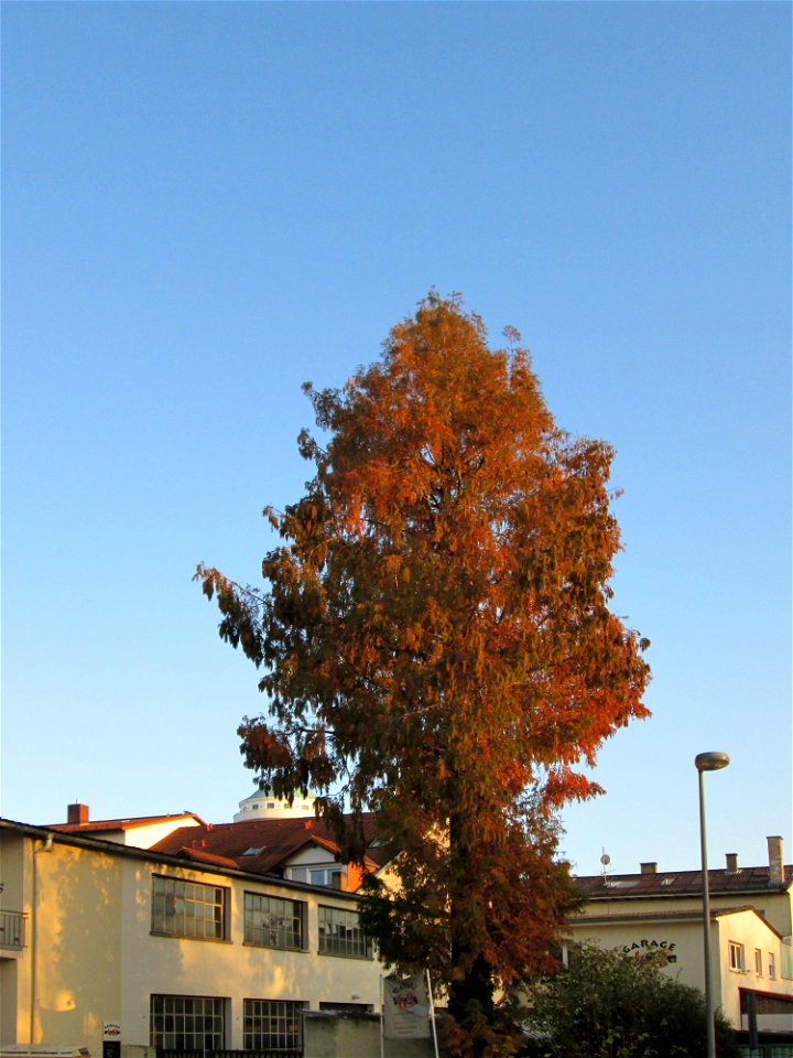 Urweltmammutbaum (Metasequoia glyptostroboides) in Hockenheim