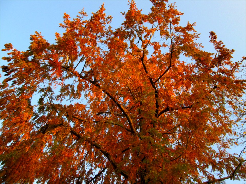Urweltmammutbaum (Metasequoia glyptostroboides) in Hockenheim