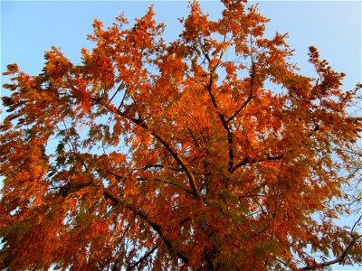 Urweltmammutbaum (Metasequoia glyptostroboides) in Hockenheim