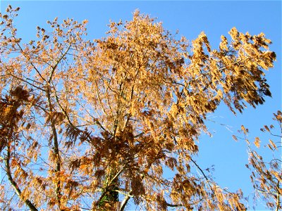 Urweltmammutbaum (Metasequoia glyptostroboides) in Hockenheim - Ursprung: China, dort erst 1941 in einer unzugänglichen Bergregion entdeckt (zuvor nur durch Fossilienfunde bekannt), heute weltweit als