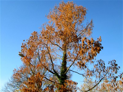 Urweltmammutbaum (Metasequoia glyptostroboides) in Hockenheim - Ursprung: China, dort erst 1941 in einer unzugänglichen Bergregion entdeckt (zuvor nur durch Fossilienfunde bekannt), heute weltweit als