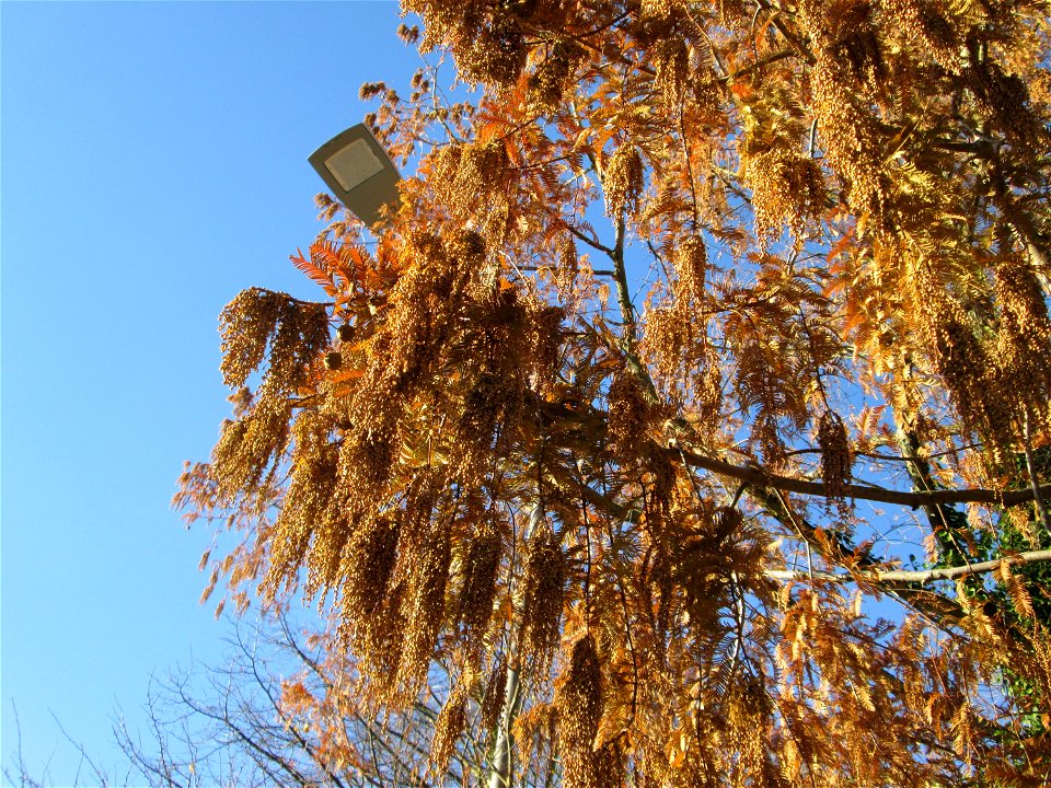 Urweltmammutbaum (Metasequoia glyptostroboides) in Hockenheim - Ursprung: China, dort erst 1941 in einer unzugänglichen Bergregion entdeckt (zuvor nur durch Fossilienfunde bekannt), heute weltweit als