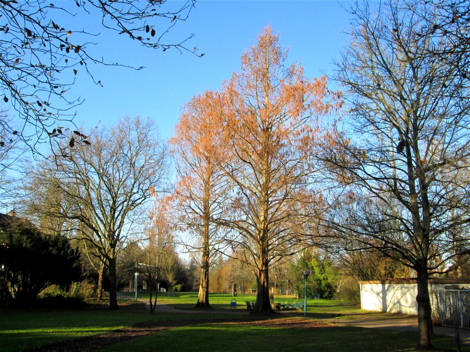 Urweltmammutbäume (Metasequoia glyptostroboides) in Hockenheim