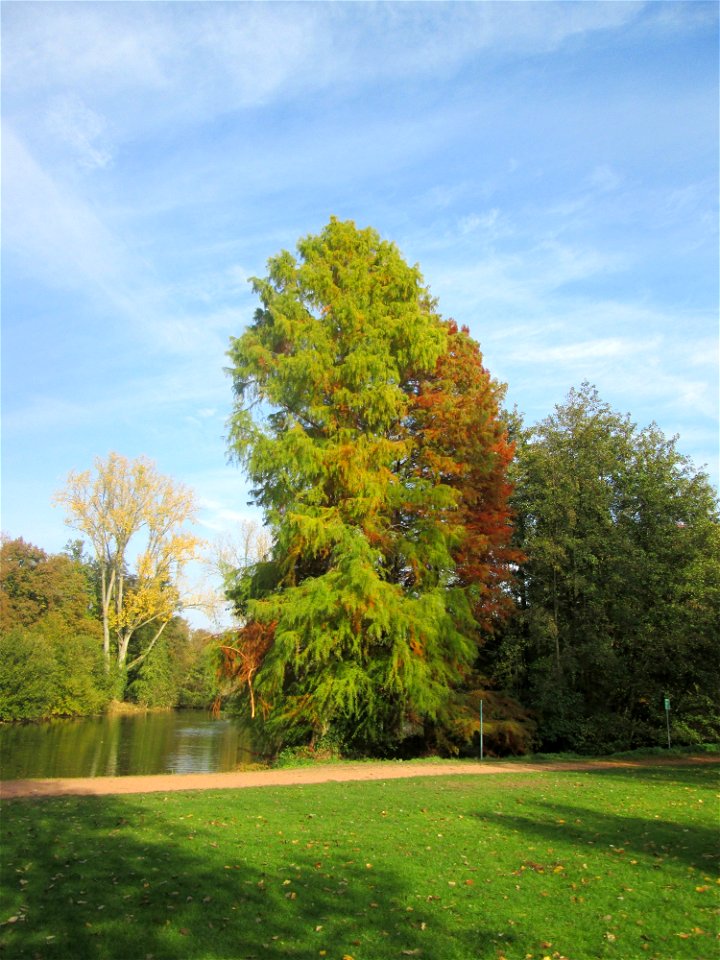 Urweltmammutbaum (Metasequoia glyptostroboides) in der Gustav-Clauss-Anlage in St. Ingbert - der aus China stammende Baum findet sich hier nur als Zierbaum in Parks und Gärten