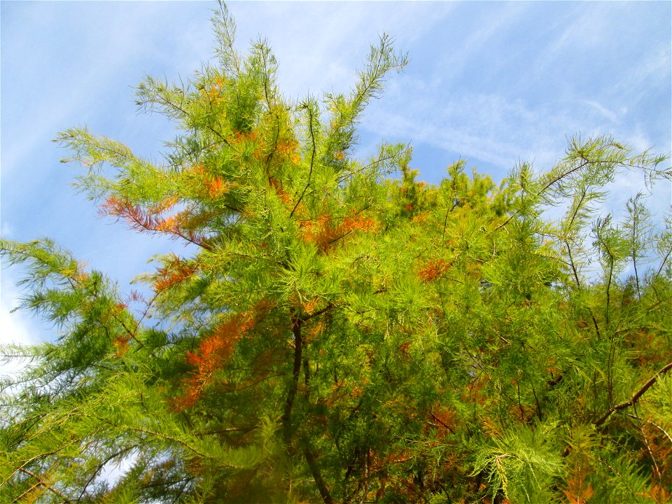Urweltmammutbaum (Metasequoia glyptostroboides) in der Gustav-Clauss-Anlage in St. Ingbert - der aus China stammende Baum findet sich hier nur als Zierbaum in Parks und Gärten