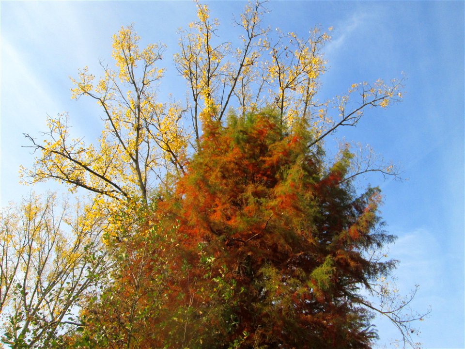Urweltmammutbaum (Metasequoia glyptostroboides) in der Gustav-Clauss-Anlage in St. Ingbert - der aus China stammende Baum findet sich hier nur als Zierbaum in Parks und Gärten
