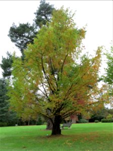 Metasequoia glyptostroboides of the Arboretum of the la Roche-Bagnoles castle (Orne, France).