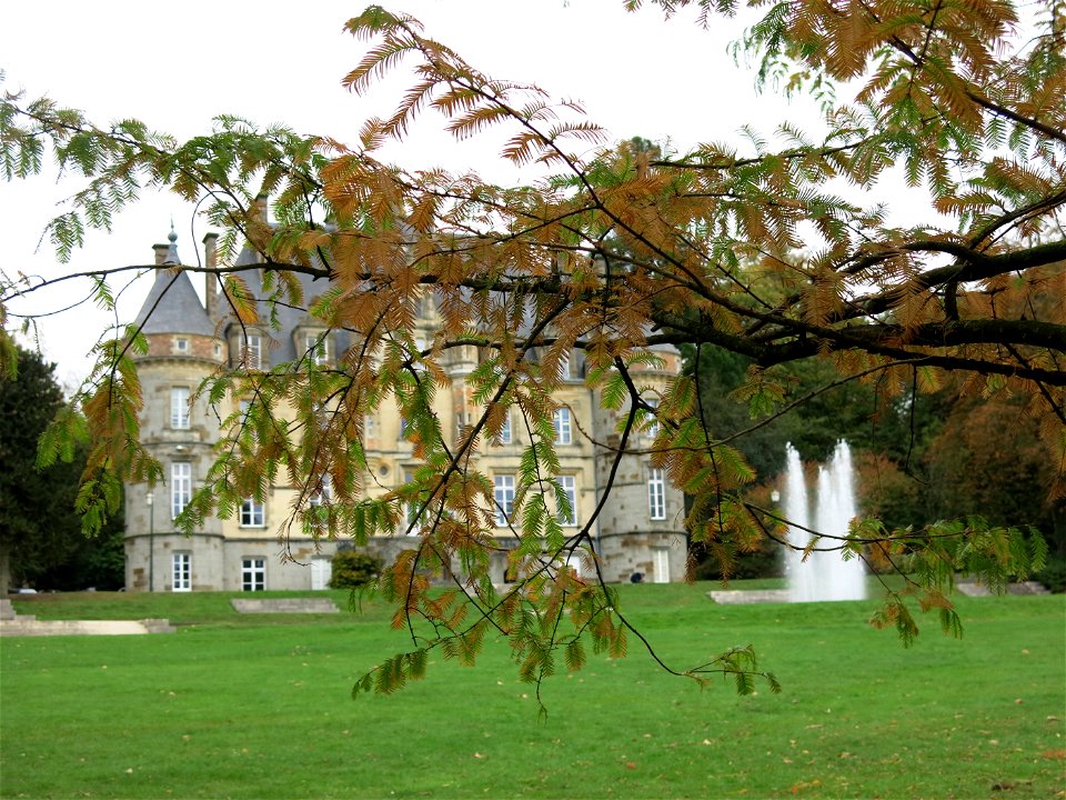 Foliage of Metasequoia glyptostroboides of the Arboretum of the la Roche-Bagnoles castle (Orne, France).