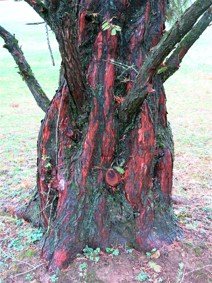 Trunk of Metasequoia glyptostroboides of the Arboretum of the la Roche-Bagnoles castle (Orne, France).