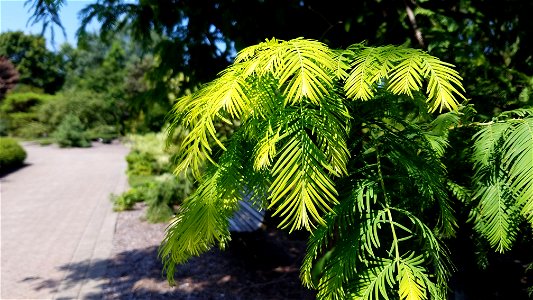 Chadwick Arboretum and Learning Gardens
The Ohio State University

Columbus, Ohio
