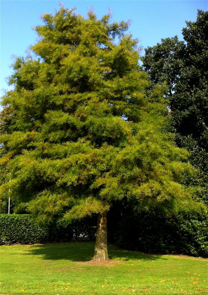 This is a photograph of a Dawn Redwood (Metasequoia Glyptostronoides) located in the grounds of Croxteth Hall in Liverpool. Picture illustrates its summer foliage.