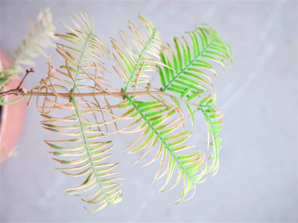Green and brown leaves of Metasequoia bonsai in autumn.