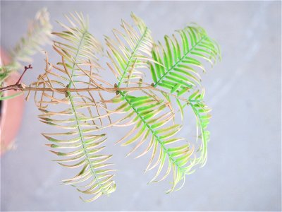 Green and brown leaves of Metasequoia bonsai in autumn.