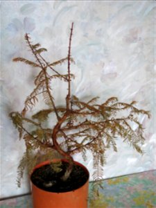 Metasequoia bonsai end of november.