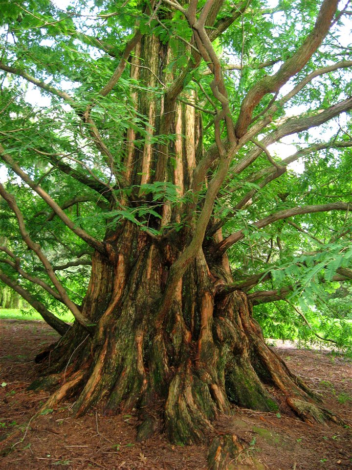A picture of the trunk of Metasequoia glyptostroboides.